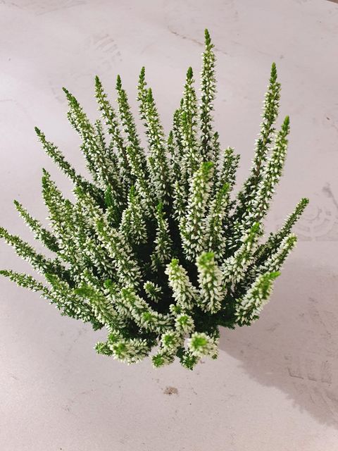 Calluna vulgaris Beauty Lady white