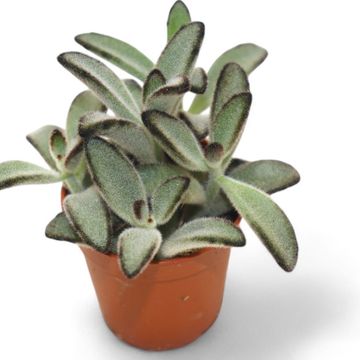 Kalanchoe tomentosa 'Jumbo'