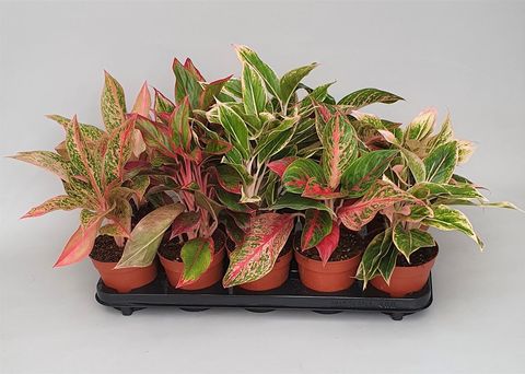 Aglaonema MIX