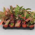 Aglaonema MIX