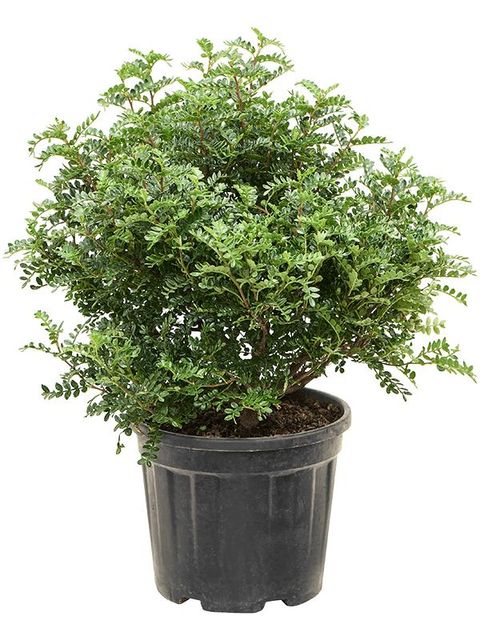 Operculicarya decaryi