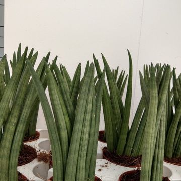 Sansevieria cylindrica 'Victory'