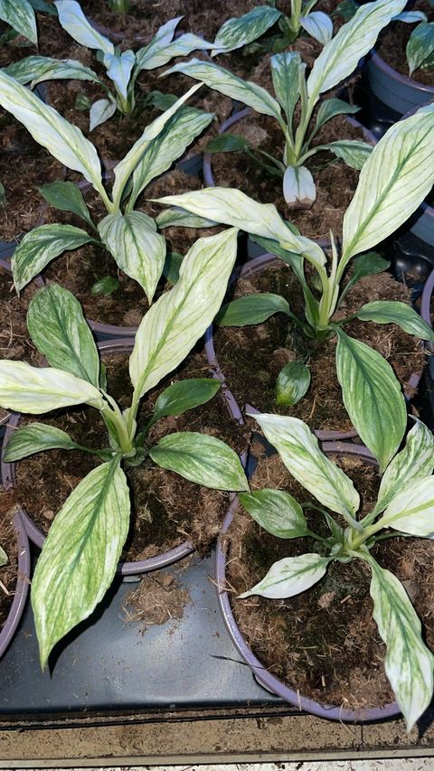 Spathiphyllum VARIEGATA