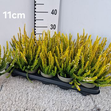Calluna vulgaris SUNSET GIRLS ZELDA