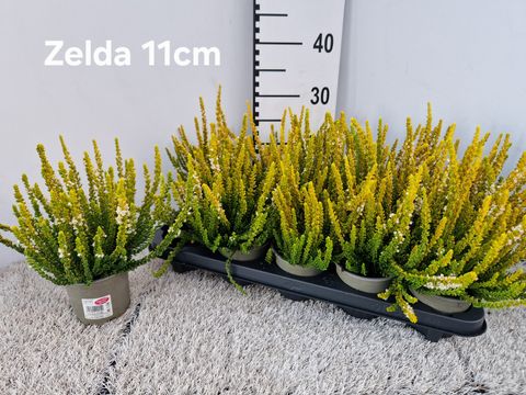 Calluna vulgaris SUNSET GIRLS ZELDA