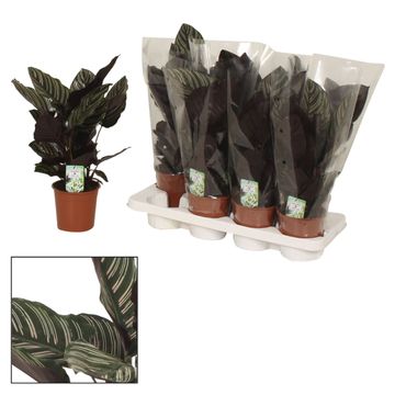 Calathea ornata