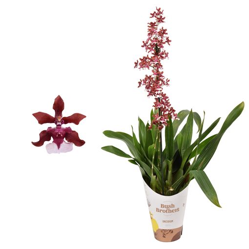 Oncidium Sharry Baby