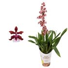 Oncidium Sharry Baby