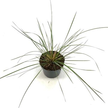 Stipa gigantea