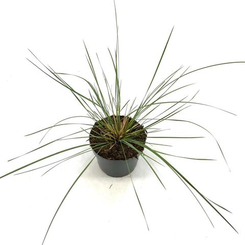 Stipa gigantea