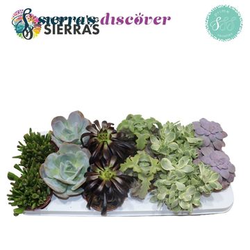 Succulents MIX