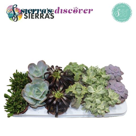 Succulenten MIX