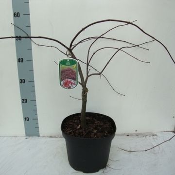 Acer palmatum 'Garnet'