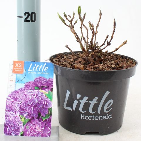 Hydrangea macrophylla 'Little Purple'