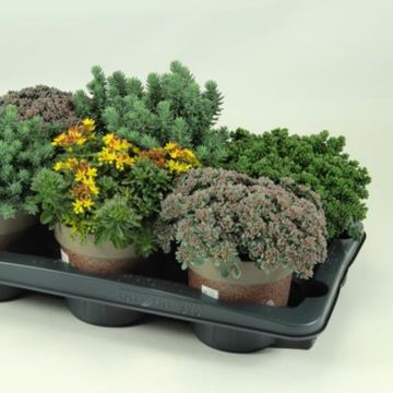 Sedum MIX