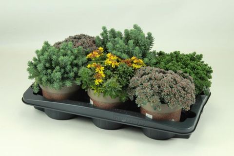 Sedum MIX