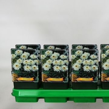 Leucanthemum 'Wirral Supreme'