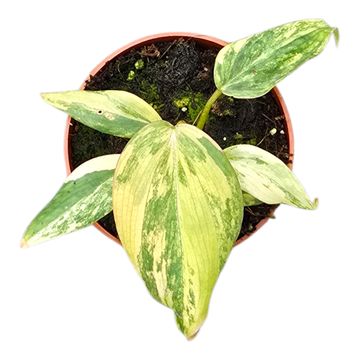 Philodendron gloriosum DARK FORM