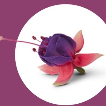 Fuchsia 'Bella Faya'