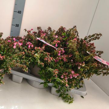 Abelia PINKY BELLS