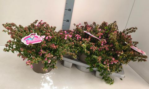 Abelia PINKY BELLS