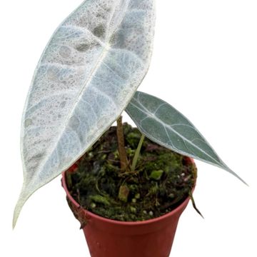 Alocasia longiloba SILVER