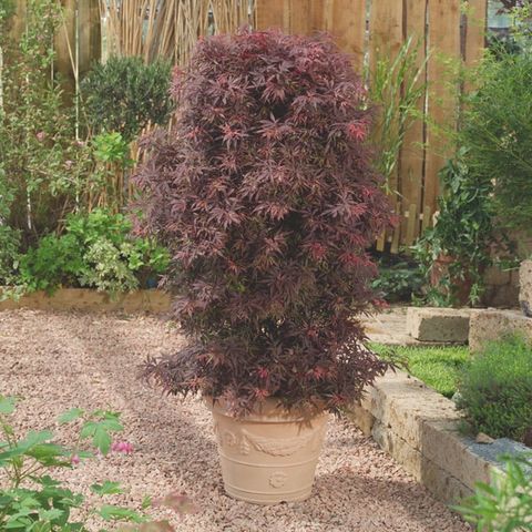 Acer palmatum 'Skeeter's Broom'