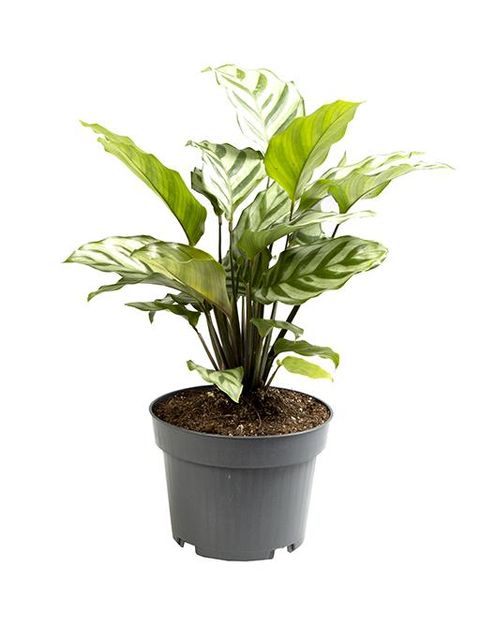 Calathea concinna 'Freddy'