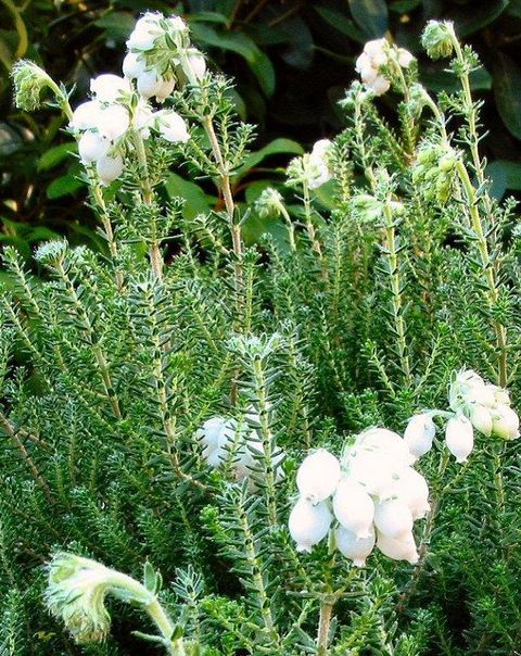 Erica tetralix 'Alba'