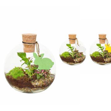 Arrangement Terrarium Easter