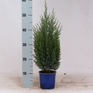 Juniperus chinensis 'Stricta'