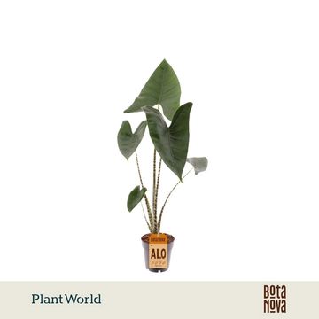 Alocasia zebrina
