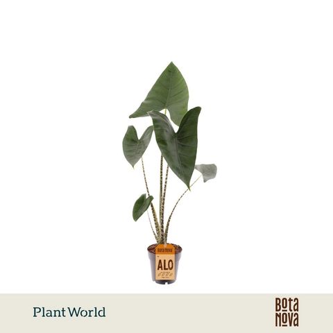 Alocasia zebrina