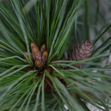 Pinus strobus 'Radiata'