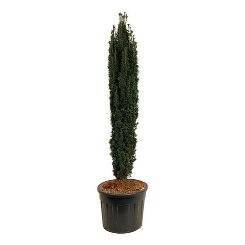 Taxus baccata 'Fastigiata Robusta'