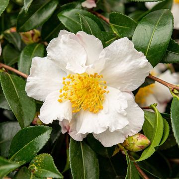 Camellia sasanqua WHITE