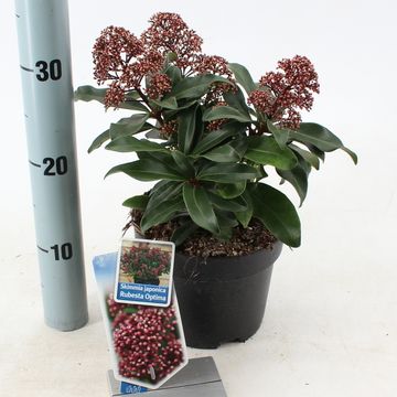 Skimmia japonica RUBESTA OPTIMA