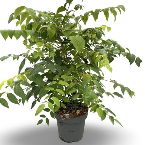 Decaisnea fargesii
