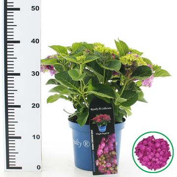 Hydrangea macrophylla 'Ningbo'
