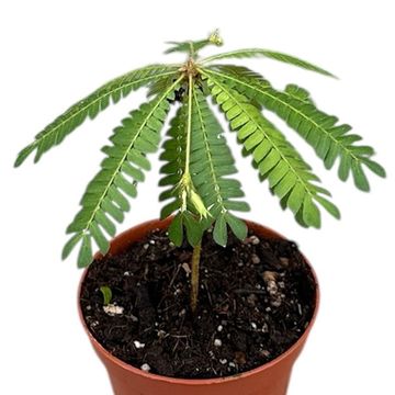 Biophytum sensitivum