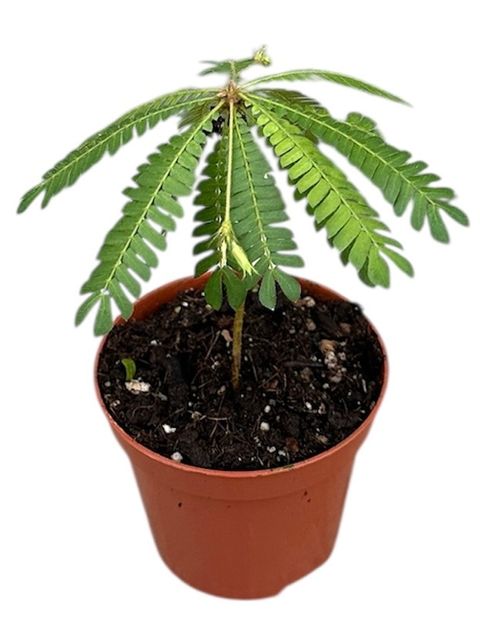 Biophytum sensitivum