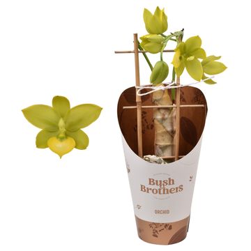 Catasetum macrocarpum