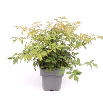 Astilbe chinensis 'Pumila'