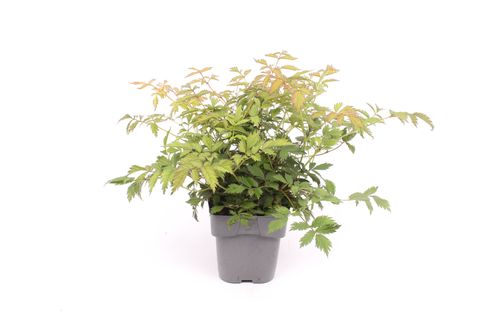 Astilbe chinensis 'Pumila'