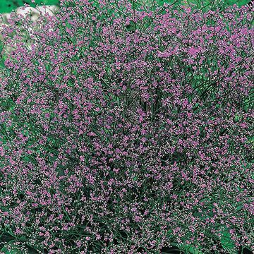 Limonium latifolium