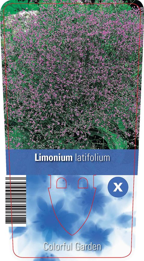 Лимониум latifolium