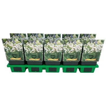 Armeria pseudarmeria 'Ballerina White'