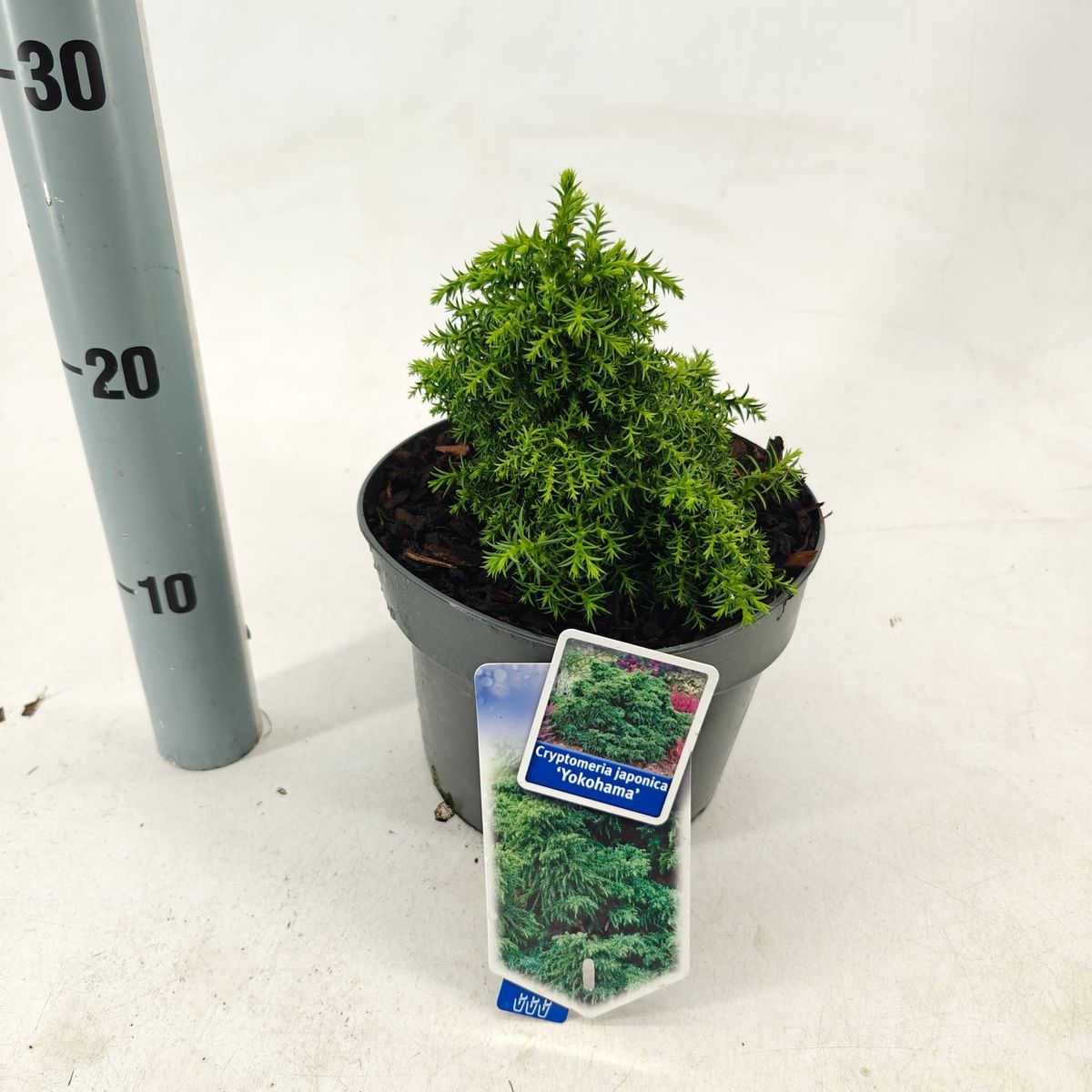 Cryptomeria japonica 'Yokohama' — Grossiste en Plantes FlorAccess