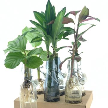 Arrangement Houseplants