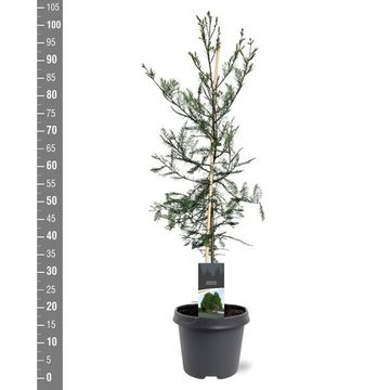 Taxodium distichum